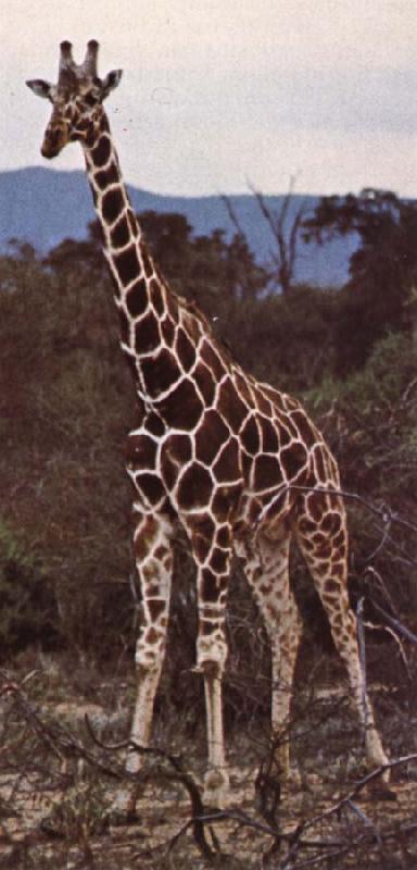 unknow artist Livsrummet had shrank ago giraffe pa its hemkontinent